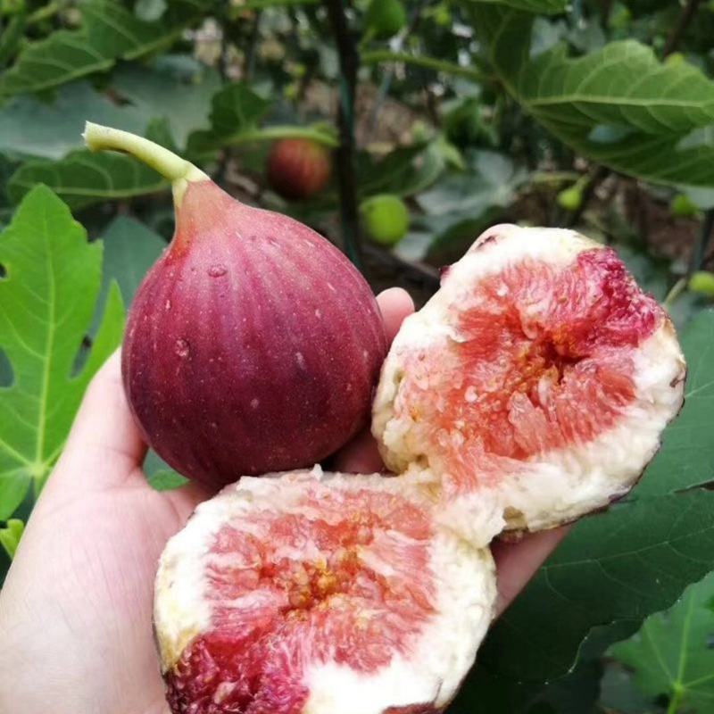 波姬红无花果苗金傲芬布兰瑞克基地直销良心苗好成活