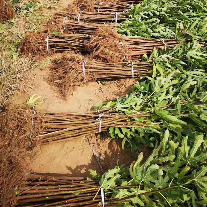 波姬红无花果苗金傲芬布兰瑞克基地直销良心苗好成活