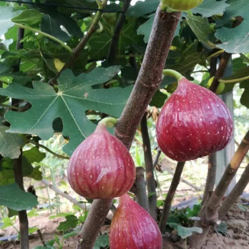 波姬红无花果苗金傲芬布兰瑞克基地直销良心苗好成活