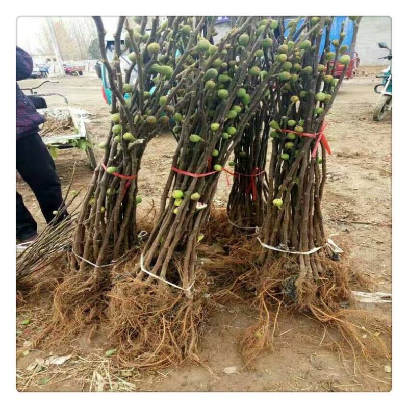 波姬红无花果苗金傲芬布兰瑞克基地直销良心苗好成活