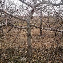 占地苹果树8-10公分占地用出售各类绿化苗木