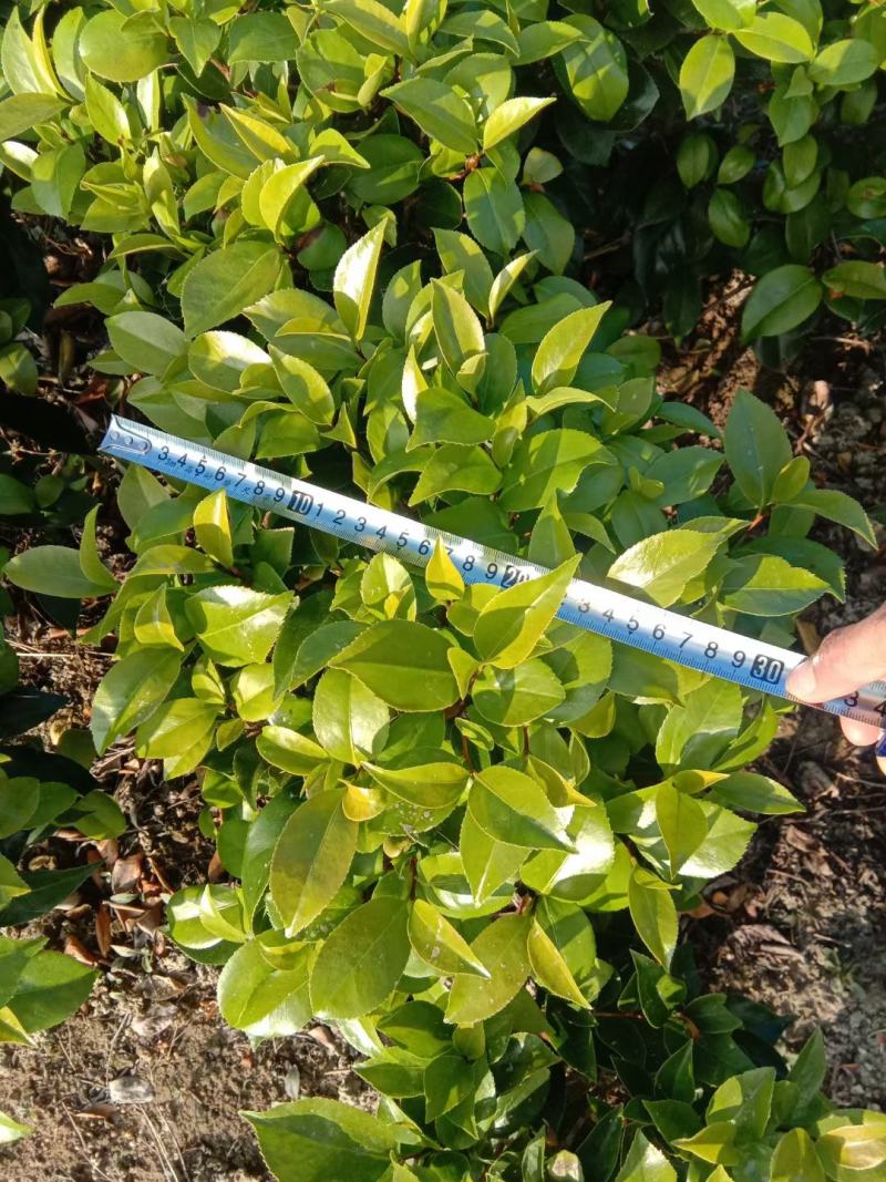 （基地优选）六角大红赤丹苗年年开花三年苗五年苗