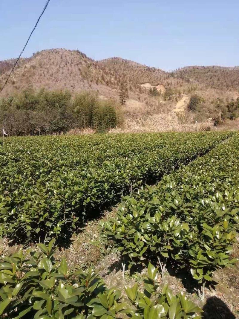 （基地优选）六角大红赤丹苗年年开花三年苗五年苗