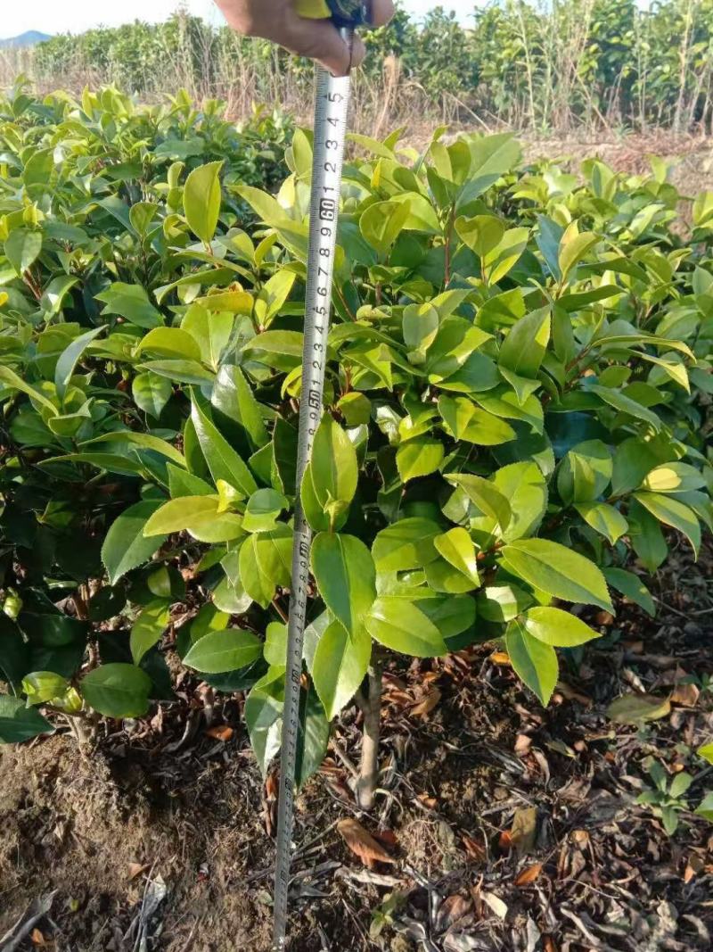 （基地优选）六角大红赤丹苗年年开花三年苗五年苗