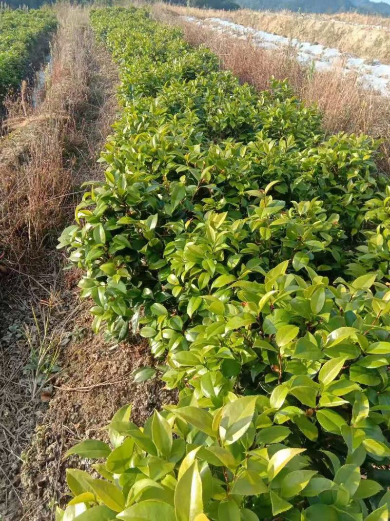 （基地优选）六角大红赤丹苗年年开花三年苗五年苗