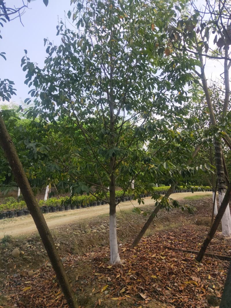 乐昌含笑及各种绿化苗木大量出售各种规格