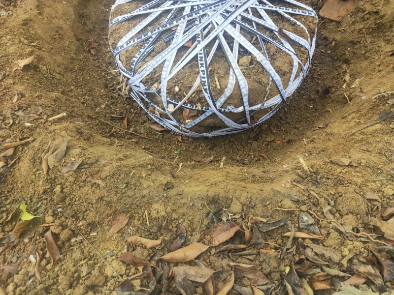 乐昌含笑及各种绿化苗木大量出售各种规格