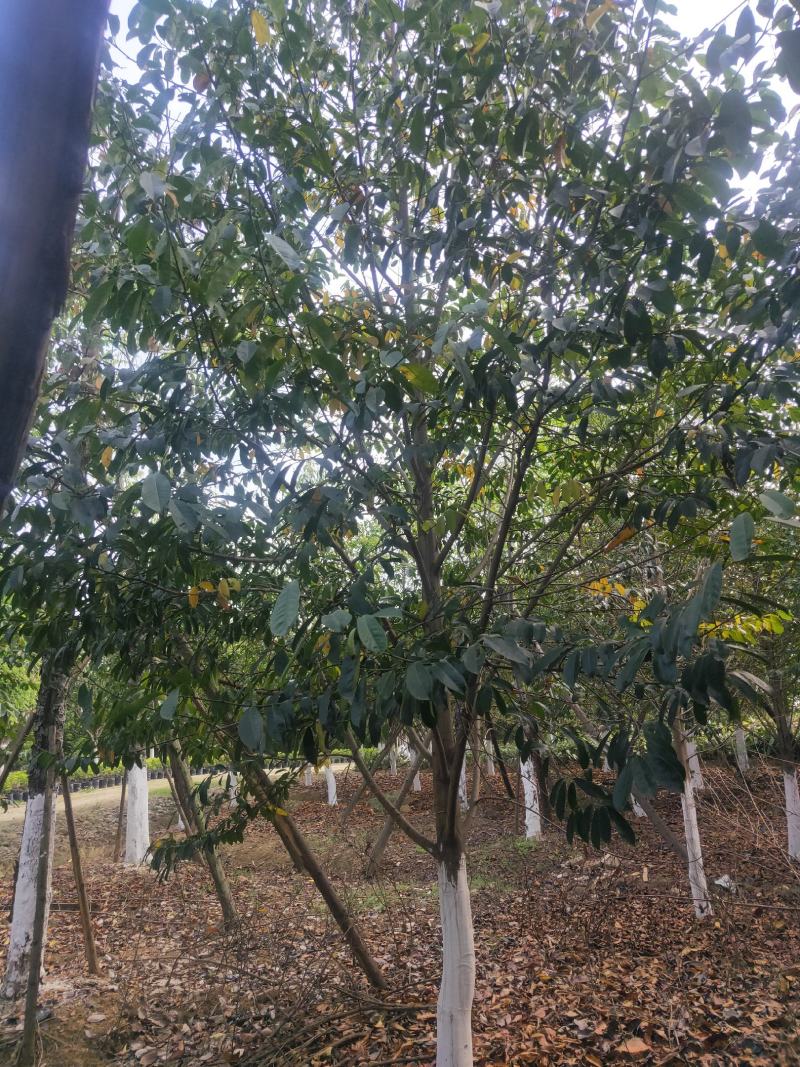 乐昌含笑及各种绿化苗木大量出售各种规格