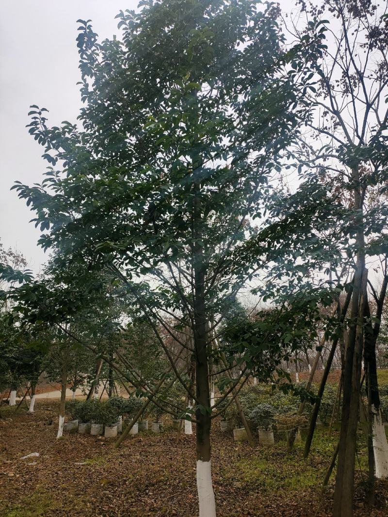 乐昌含笑及各种绿化苗木大量出售各种规格