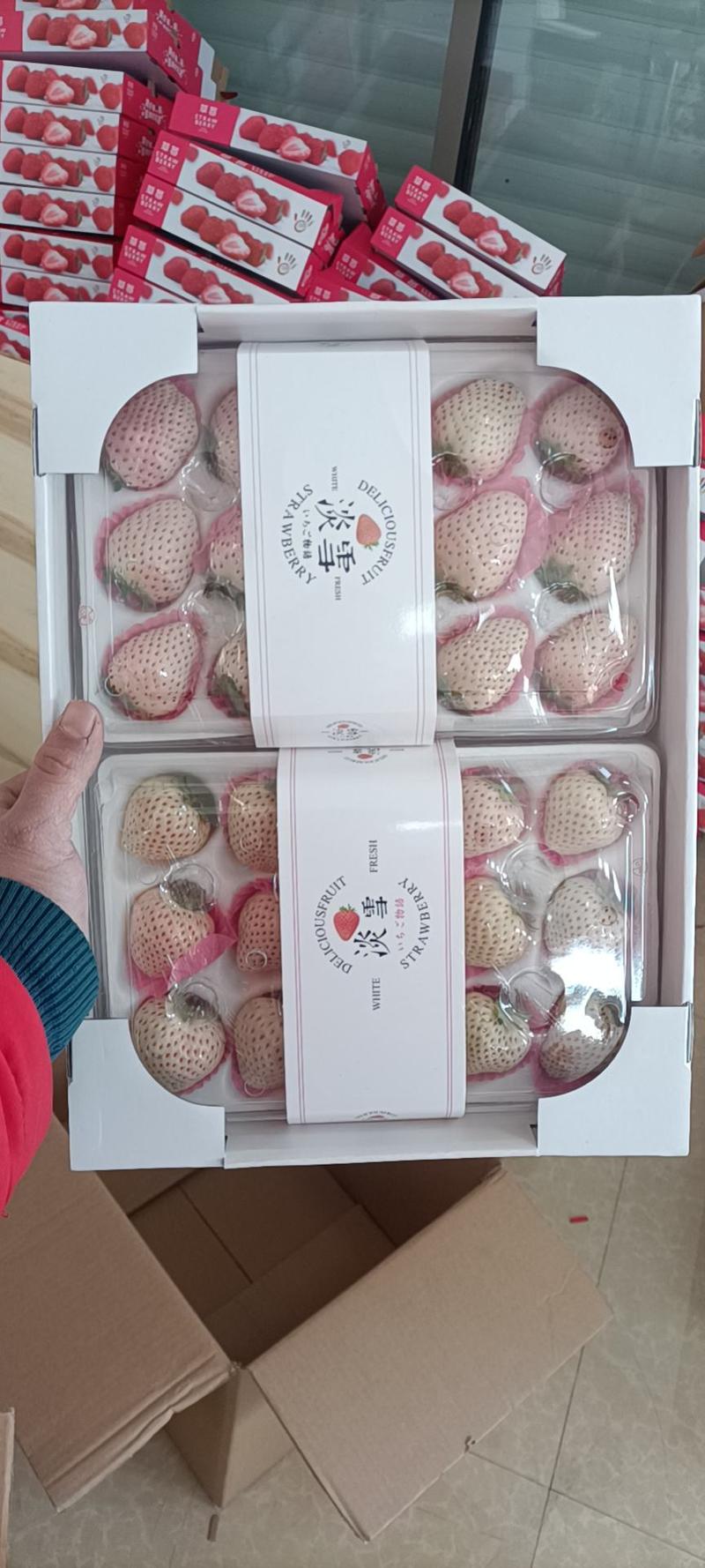 精品淡雪草莓，果型非常漂亮，口感非常好吃，欢迎致电骚扰