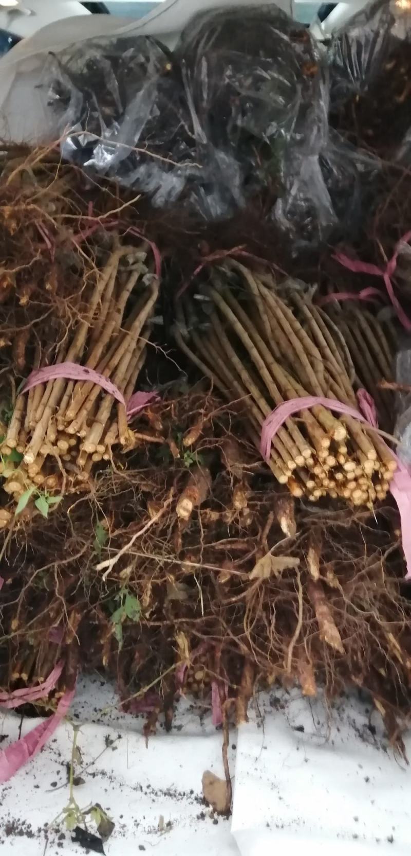 蜂糖李苗一代嫁接苗，现货