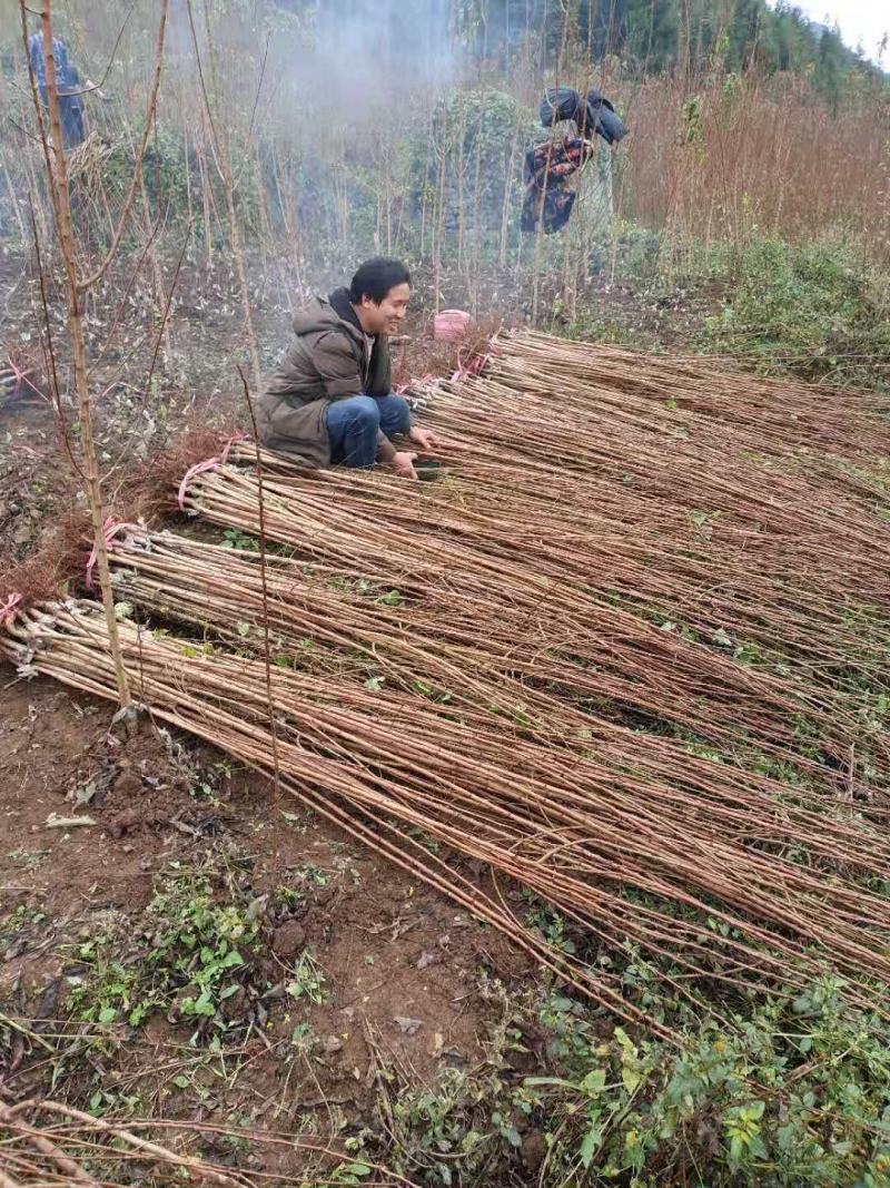 蜂糖李苗一代嫁接苗，现货