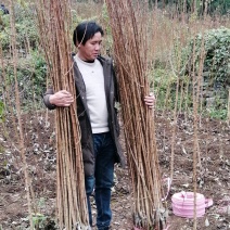 蜂糖李苗一代嫁接苗，现货
