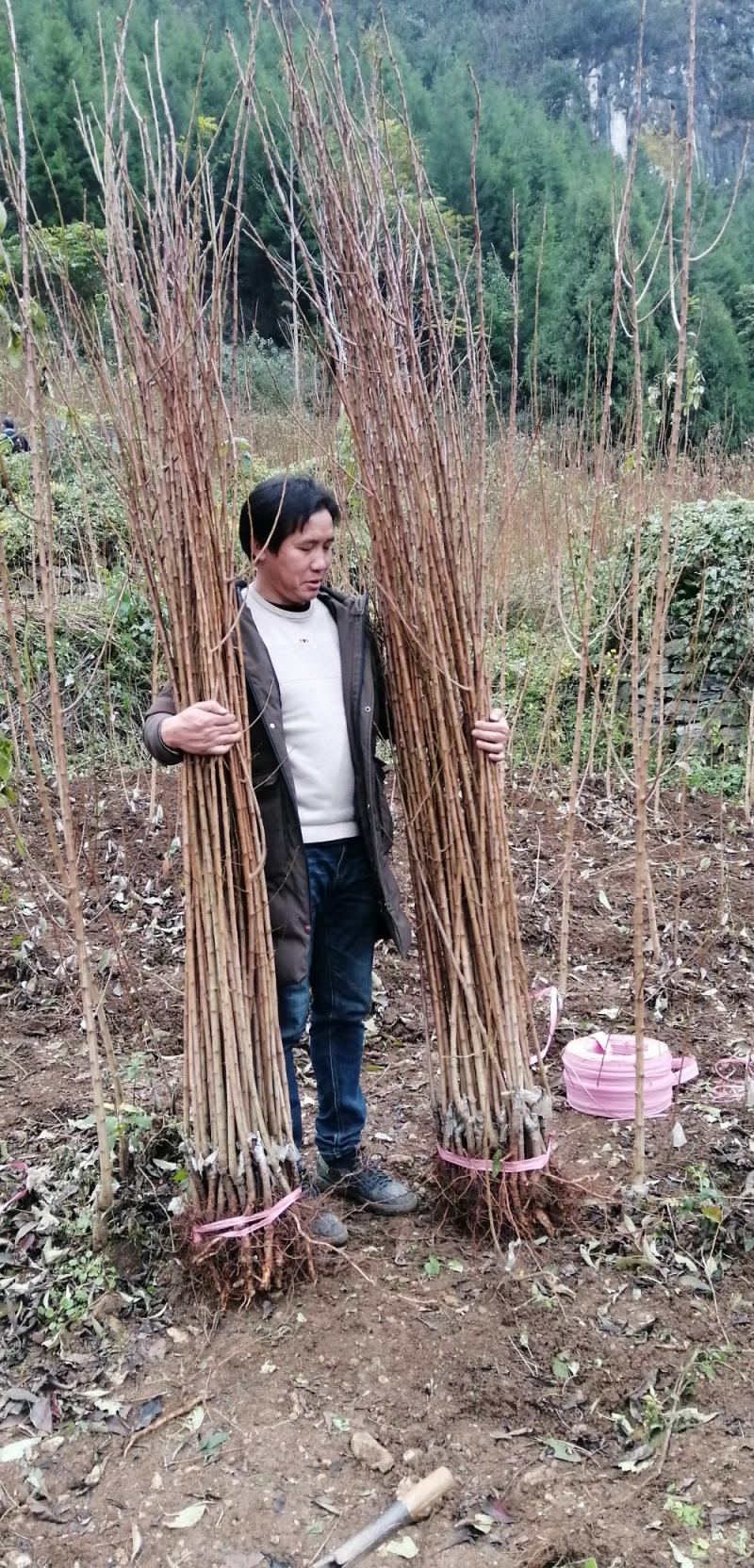 蜂糖李苗一代嫁接苗，现货