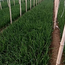 精品小葱直供疏菜基地