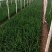 精品小葱直供疏菜基地