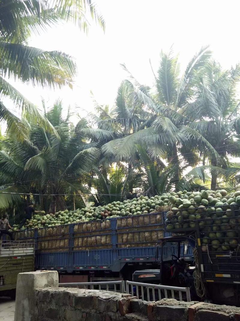 【有好货】海南椰子应当季新鲜椰皇水果保质保量全国发货