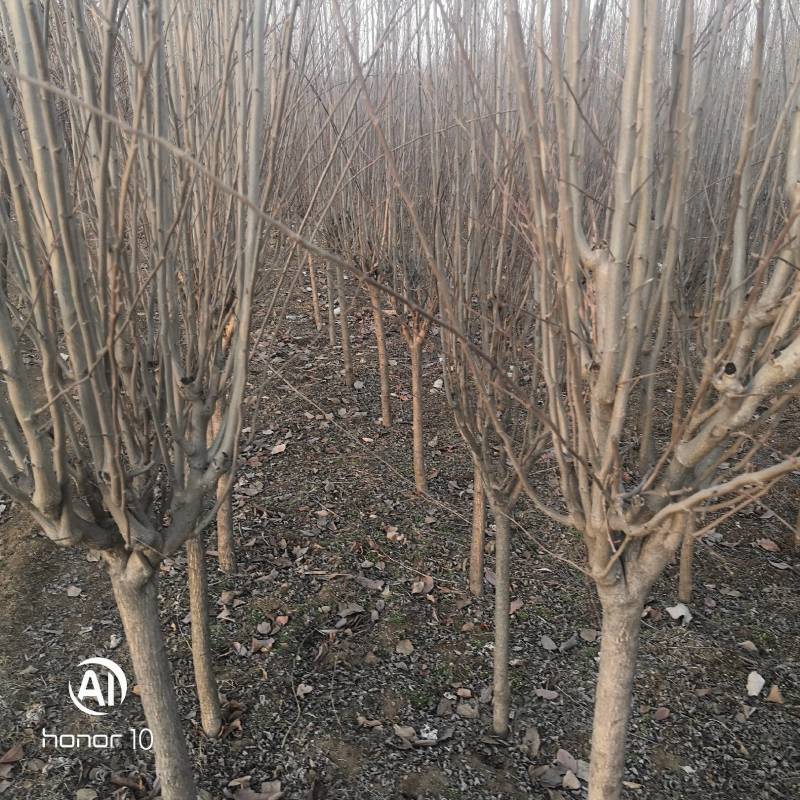 木槿2公分3公分木槿花4公分木槿花树视频看货