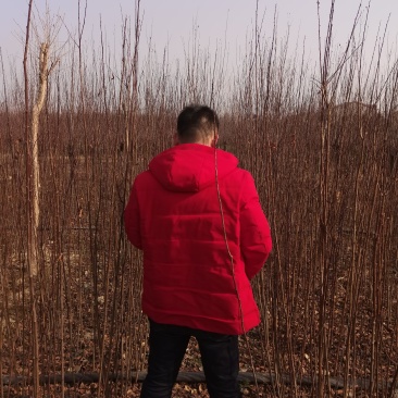 紫叶李红叶李速生当年扦插小苗绿化景观庭院点缀苗圃用苗