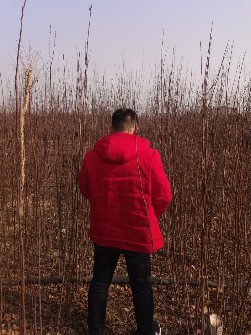 紫叶李红叶李速生当年扦插小苗绿化景观庭院点缀苗圃用苗