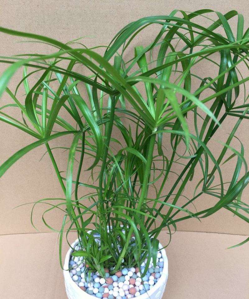 水生水培植物龟水竹盆栽水棕竹鱼缸水池塘旱伞草风车草苗