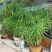 水生水培植物龟水竹盆栽水棕竹鱼缸水池塘旱伞草风车草苗