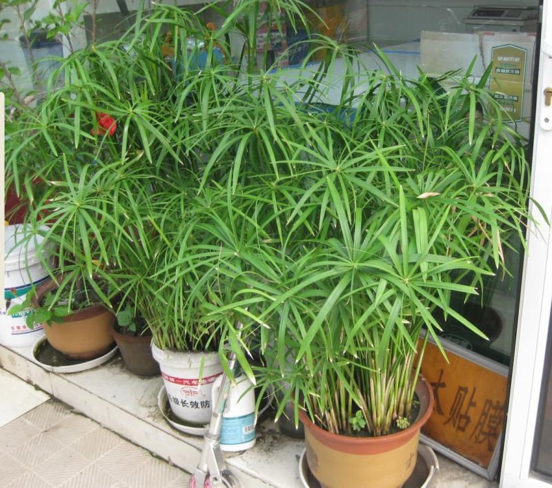 水生水培植物龟水竹盆栽水棕竹鱼缸水池塘旱伞草风车草苗