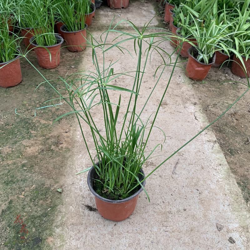 水生水培植物龟水竹盆栽水棕竹鱼缸水池塘旱伞草风车草苗