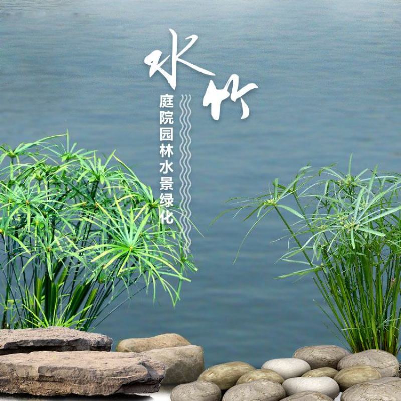 水生水培植物龟水竹盆栽水棕竹鱼缸水池塘旱伞草风车草苗