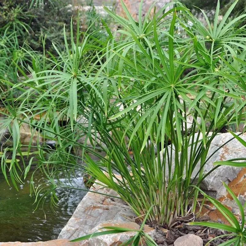 水生水培植物龟水竹盆栽水棕竹鱼缸水池塘旱伞草风车草苗