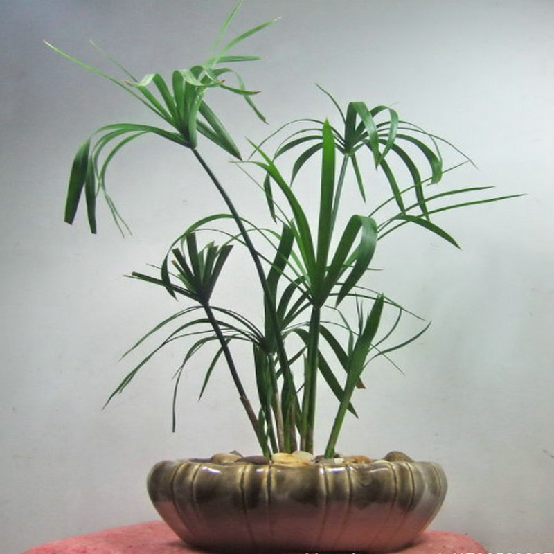 水生水培植物龟水竹盆栽水棕竹鱼缸水池塘旱伞草风车草苗
