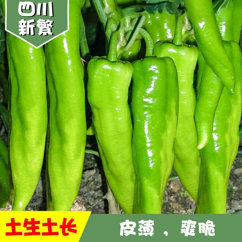 辽宁海城特产，黄皮尖椒大量上市，一手货源发往全国