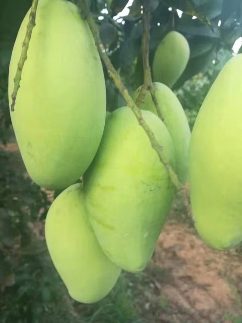 优质进口柬埔寨金煌芒
