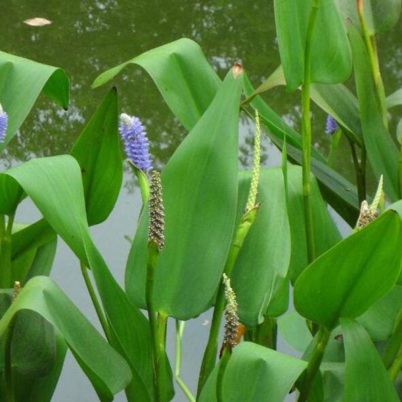 再力花水生植物水池水养花卉庭院花园水培