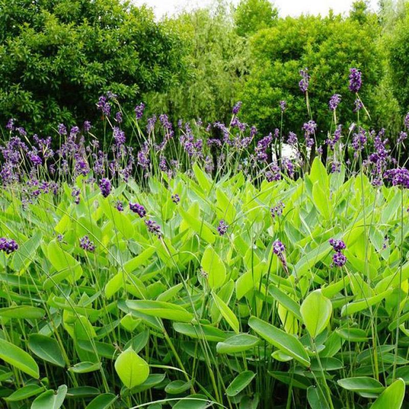 再力花水生植物水池水养花卉庭院花园水培