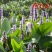 再力花水生植物水池水养花卉庭院花园水培