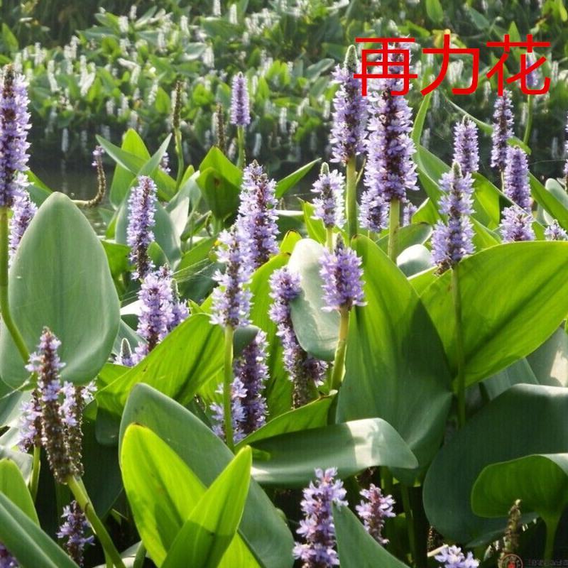再力花水生植物水池水养花卉庭院花园水培