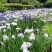 再力花水生植物水池水养花卉庭院花园水培