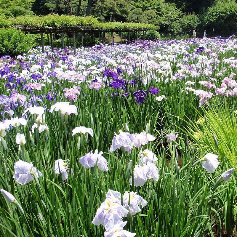 再力花水生植物水池水养花卉庭院花园水培