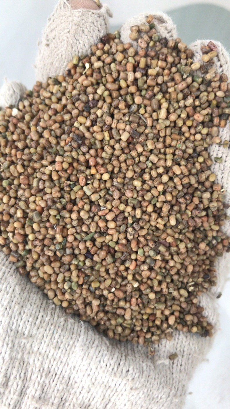 多花木兰，边坡绿化先锋品种，适应性强一件代发
