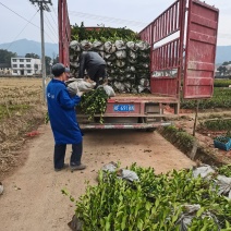 二年生嫁接油茶苗轻基质杯苗，品种纯，挂果率高，易成活。