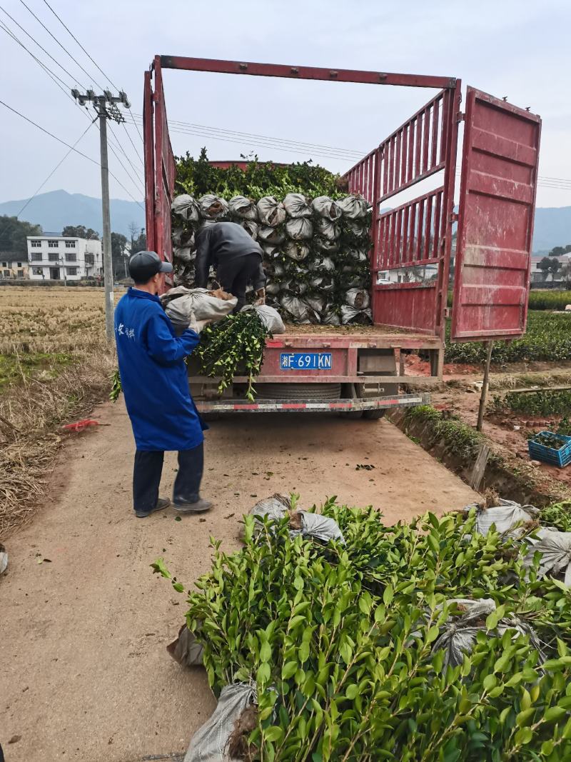二年生嫁接油茶苗轻基质杯苗，品种纯，挂果率高，易成活。
