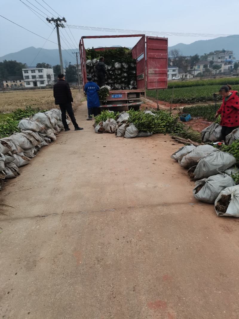 二年生嫁接油茶苗轻基质杯苗，品种纯，挂果率高，易成活。
