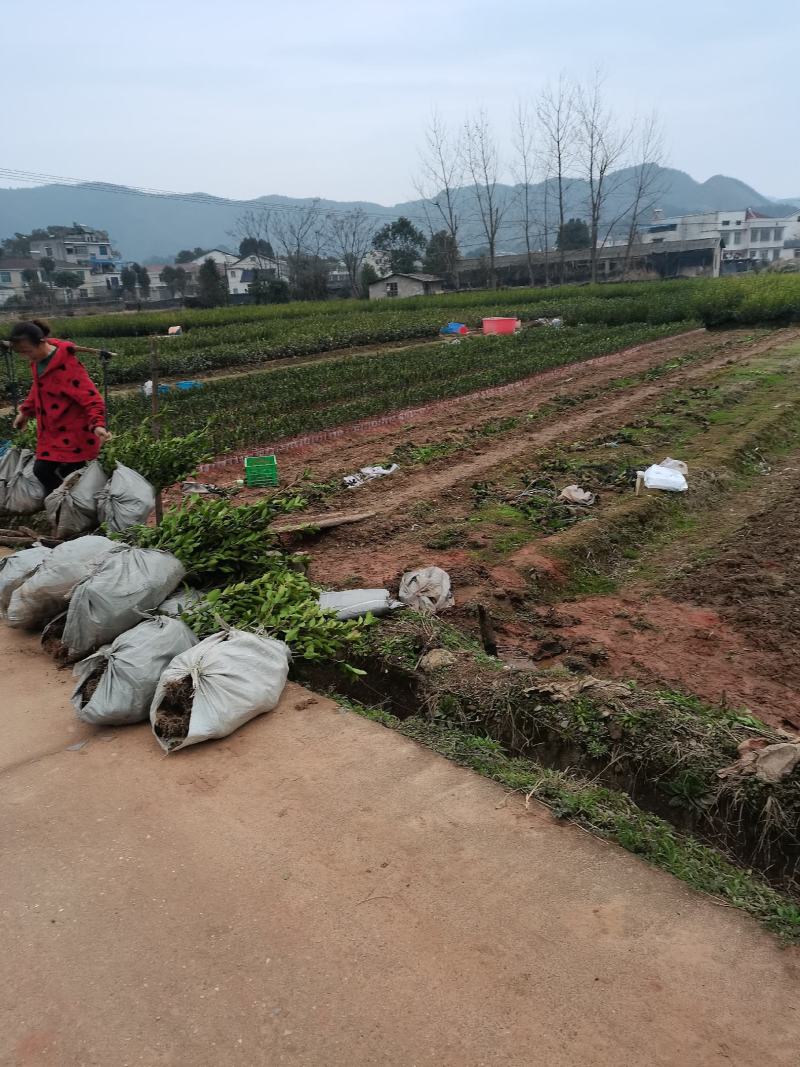 二年生嫁接油茶苗轻基质杯苗，品种纯，挂果率高，易成活。
