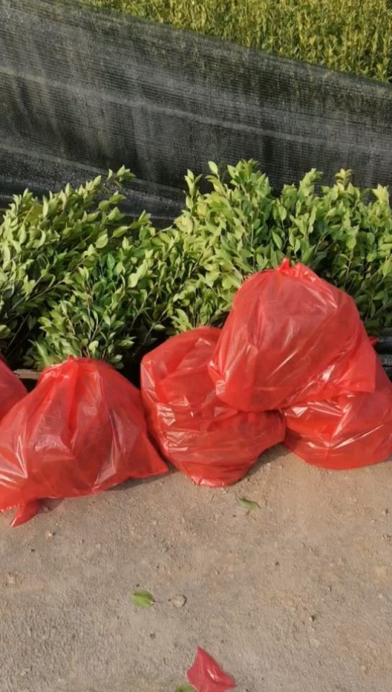 二年生嫁接油茶苗轻基质杯苗，品种纯，挂果率高，易成活。