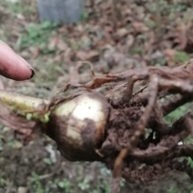 中药材，三七从龙毛慈菇根基和苗
