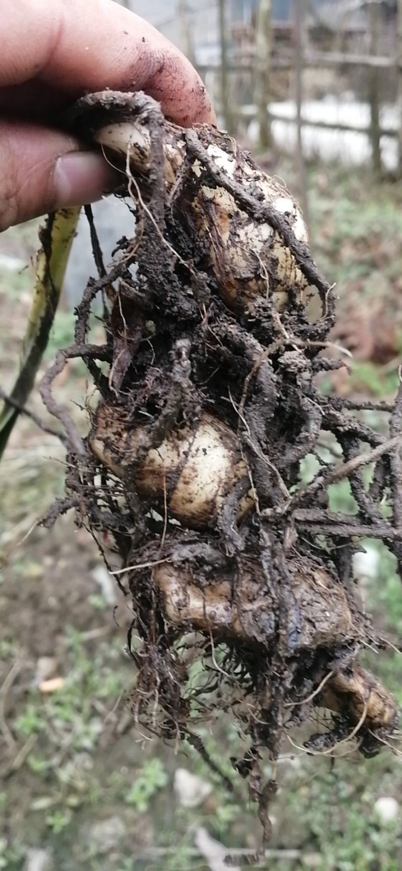 中药材，三七从龙毛慈菇根基和苗