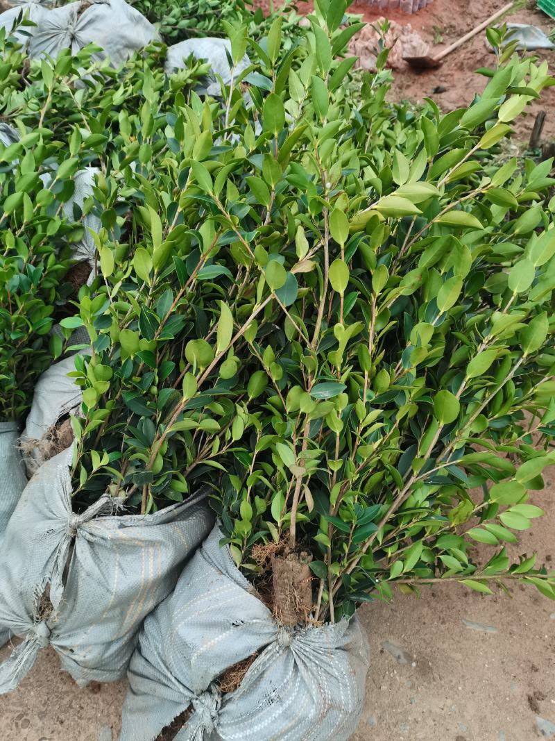 二年生嫁接油茶苗轻基质杯苗，品种纯，挂果率高，易成活。
