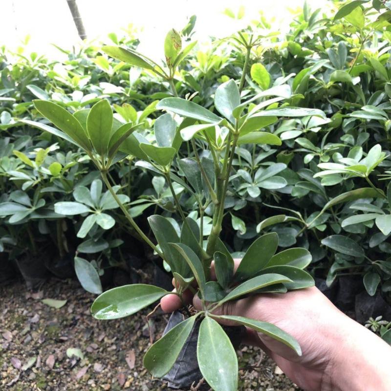 七叶莲阳台盆栽鸭脚木四季常青植物室内客厅吸甲醛绿植绿化