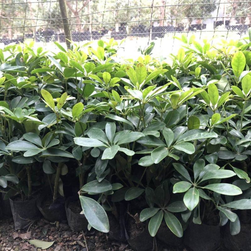 七叶莲阳台盆栽鸭脚木四季常青植物室内客厅吸甲醛绿植绿化